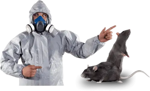 servicio de desratizacion